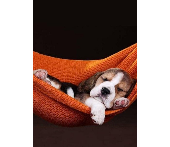 Dog In Hammock